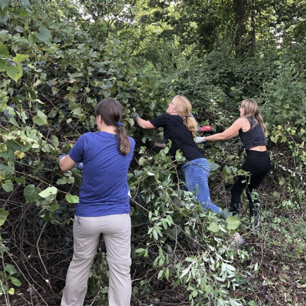 Photo of three young women working to remove an invasive plant in an Eden Hall Campus forest