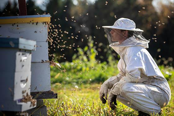 照片中的养蜂人穿着防护装备，看着伊甸园大厅校园里蜂拥而至的蜂巢